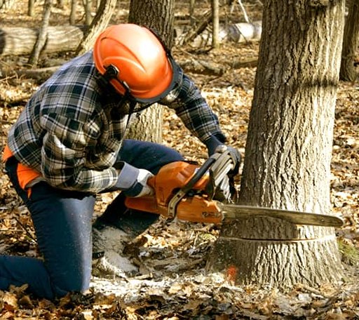 Tree Removal in Black Rock, AR